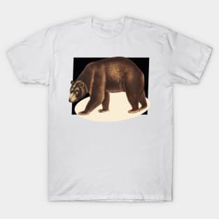 bear on a black backcolor T-Shirt